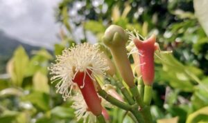 harga-rempah-ternate-kopra-turun-pala-dan-cengkeh-stagnan